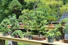 bonsai beginner class