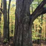 Forest Bathing Mindfulness Exploration