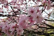 Atomi University Cherry Blossom Festival