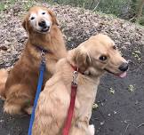 Paws to Relax with Hollie and Finley