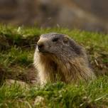 Life of the marmots