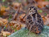 PVC ANNUAL MEETING AND IBERA PRESENTATION:  WOODCOCK MIGRATION IN THE GULF OF MAINE