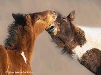 Assateague Island National Seashore Fall 2024