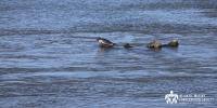 Seal Walk & Beach Cleanup at Cupsogue Beach County Park with AMSEAS