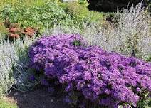 Guided Walking Tour - Native Flowers and Trees