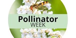 Pollinator week