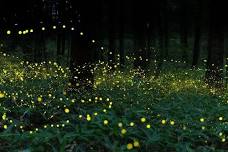 2024 Firefly & Biodiversity