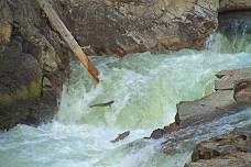 Restoring Idaho’s Iconic Salmon – McCall, ID