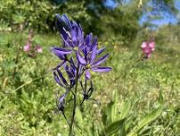 June Focus Walk: Pollinator Meadow