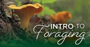 Intro to Foraging