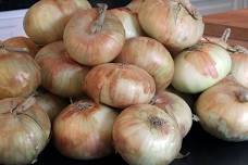 Vidalia Onion Sale