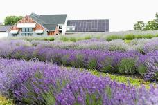 Lavender Festival