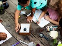 Homeschool Science: Towering Trees