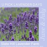 U Pick Lavender Days at Slate Hill Lavender Farm