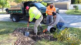 Fall Tree Planting