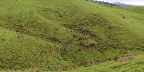 Planting New Wetland for Matariki