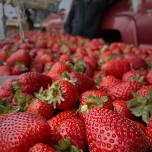 Garberville Farmer’s Market