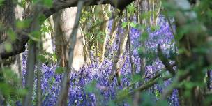 Guided bluebell walk at NWT Foxley Wood