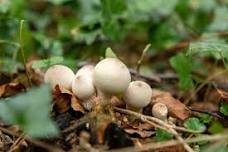 Mushroom ID Walk with Luke Sarrantonio