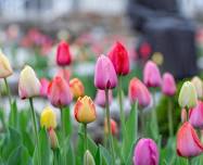 Rockhurst University Chorus and Chamber Singers Spring Performance