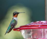 DIY Hummingbird Feeders