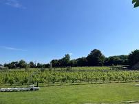 Elham Valley Vineyard tour & tasting