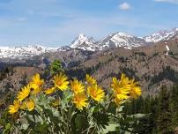 Iron Bear - Teanaway Ridge