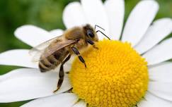 The Buzz About Pollinators