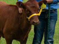 Rutherglen Annual Agricultural Show