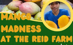 Mango Madness at The Reid Farm