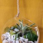 Succulent Terrarium