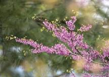 Wild Edibles -- Spring Jellies