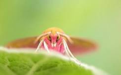 Macro Moth Workshop at RSPB Leighton Moss