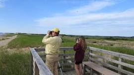 Guided Birdwatching Plum Island in Newburyport