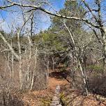 NATURE WALK: the Ecosystem of the Old Colony Nature Pathway — Provincetown Conservation Trust