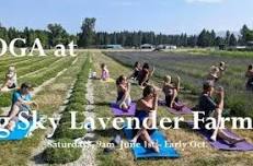 YOGA at Big Sky Lavender Farms