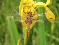 Dragonfly and Damselfly Safari