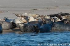 Seal Walks at Cupsogue Beach