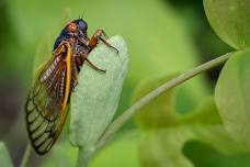 The Cicadas are Coming!