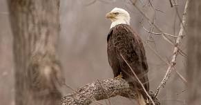 Eagle Nest Watch