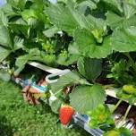 Sunday lunch Ride - Yungaburra Strawberry Farm