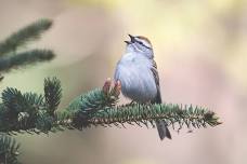 Birding By Ear - Summer Sounds