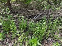 Cinco de Mayo Garlic Mustard Pull