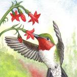 Hummingbird Watercolor Class