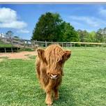 Highland Cow minis