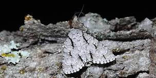 National Moth Week Evening Adventure