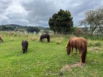 Animal Experience Session + Pony Ride - 6 SPACES LEFT