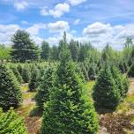 UMaine Extension offers disease and weed management workshop for Christmas tree growers