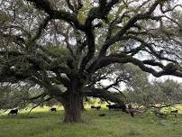 Bayou Sarah Farms + Heirloom Cuisine Farm Dinner