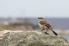 Climate and Changing Abundance of Songbirds on Fishers Island in Spring